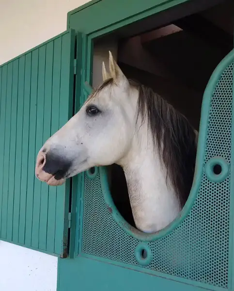 The stud farms of Meknes