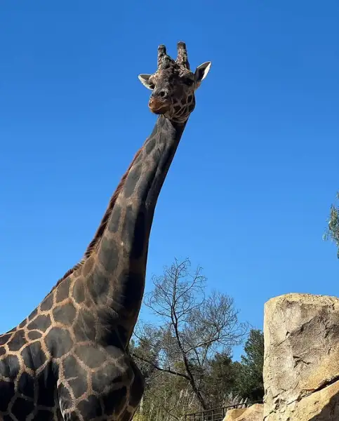 Zoological Garden