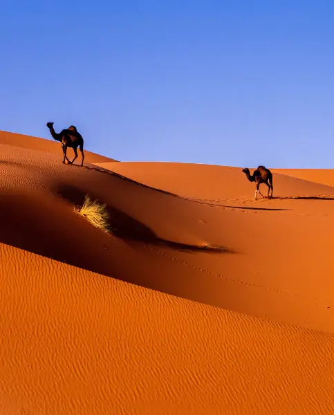 Merzouga