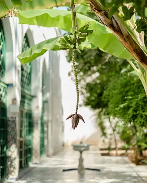 The secret garden