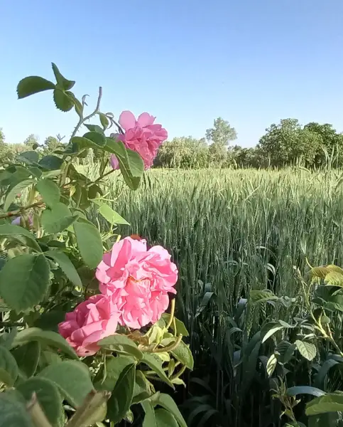 The Valley of Roses