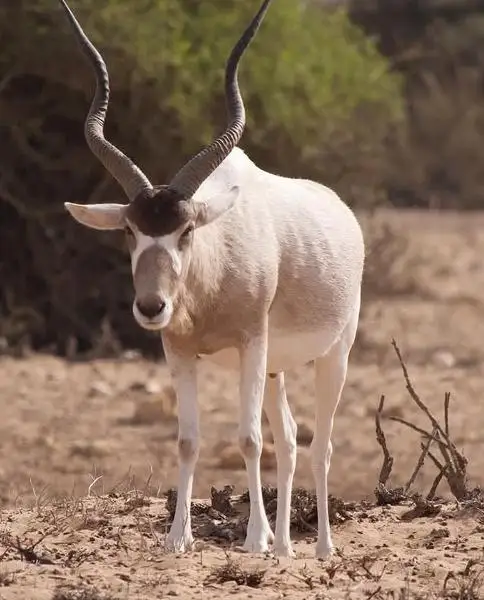 Souss-Massa National Park