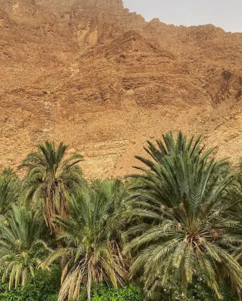 Skoura Palm Grove