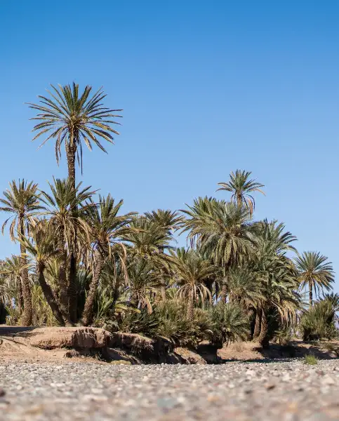 Skoura Palm Grove