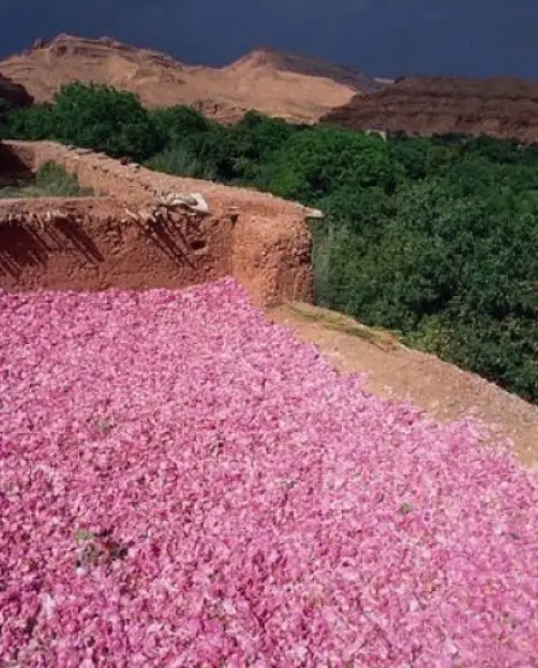The valley of roses