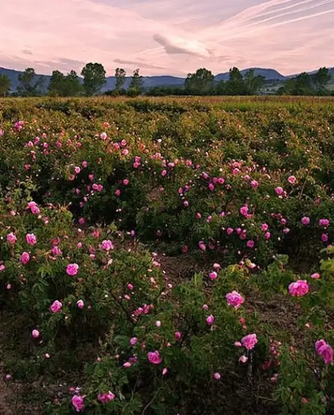 Valley of the Roses